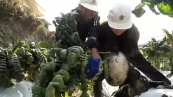 世界一大きな桜島大根「この学校で最後の収穫」閉校前の小学校で最後の収穫