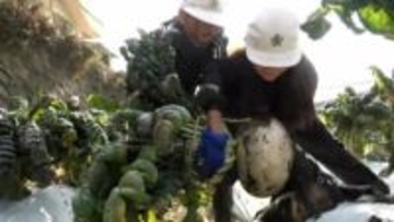 世界一大きな桜島大根「この学校で最後の収穫」閉校前の小学校で最後の収穫