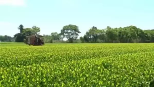 鹿児島が荒茶生産量2年連続日本一　初の3万トン