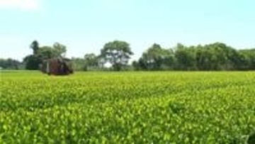 鹿児島が荒茶生産量2年連続日本一　初の3万トン