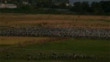 出水平野で29季連続の万羽ヅル　地元学校が調査「みんなで頑張りたい」来年1月下旬に北帰行か　鹿児島