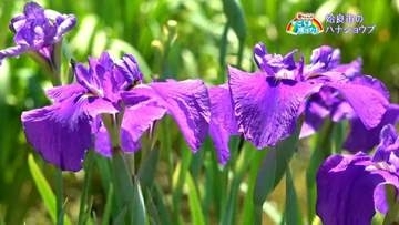 姶良市の「ハナショウブ」3000株が見ごろ　奄美からの見物客も「バリエーション多くびっくり」【亀ちゃんのかごしま撮った！】