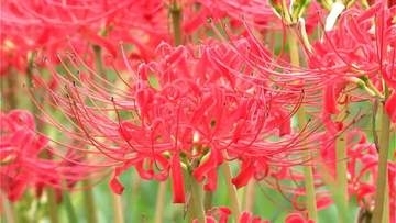 農道沿いに10万本の彼岸花　田んぼには西郷隆盛、綾小路きみまろさんのかかし　鹿児島・志布志市