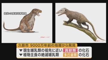 久慈市で恐竜時代の哺乳類化石発見　新種の可能性　岩手県