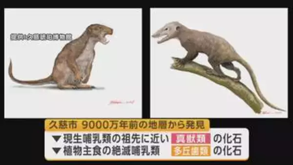 久慈市で恐竜時代の哺乳類化石発見　新種の可能性　岩手県