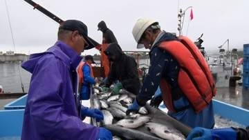 海を襲った“異変”で秋サケが激減・・漁師たちが誇りだった「獲る」漁業を転換するまで　#マイノーマル