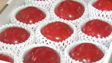 釜石の特産品「甲子柿」出来確かめる目揃え会　「GI」登録の秋の味覚「今年も甘く」　岩手県