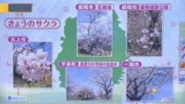 サクラ前線、盛岡にも到達　北上市では純白のミズバショウが彩り　岩手県