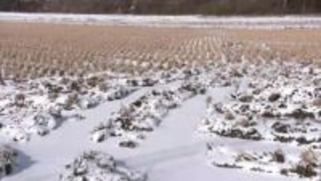 収穫前の稲1トン盗まれる　犯行は夜間に複数人が関わった可能性　警察は窃盗事件として捜査　岩手県八幡平市