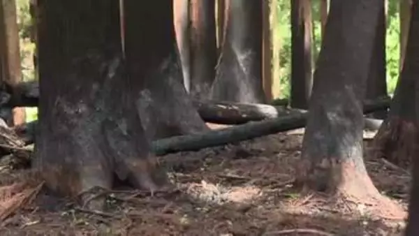 大槌町山林火災発生から3ヵ月　森林再生エリアを4つに区分　岩手県