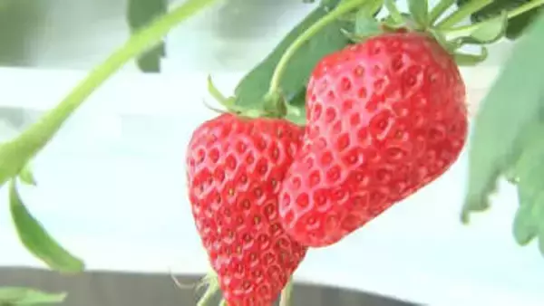 シーズン到来「イチゴ狩り」　家族連れなどでにぎわう　岩手県北上市