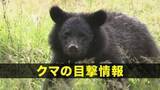 「【クマ目撃】盛岡市西松園　成獣のクマ1頭を目撃　岩手県」の画像1