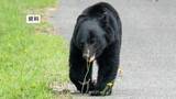 「海水浴場付近でクマ駆除　「林にクマがいる」と通報　山田町が緊急銃猟実施　岩手県」の画像1