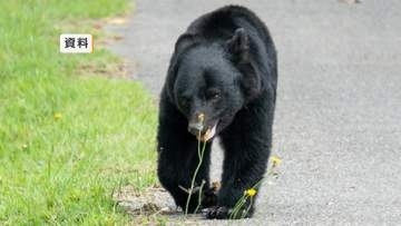 海水浴場付近でクマ駆除　「林にクマがいる」と通報　山田町が緊急銃猟実施　岩手県