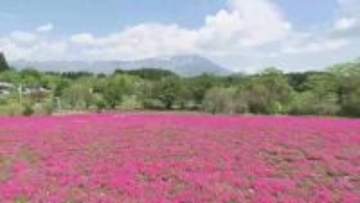 シバザクラが満開 “岩手山と共演”　約6000坪の敷地に5万株　岩手・雫石町
