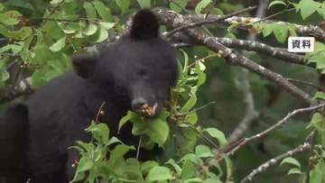 雫石の住宅２軒に相次いでクマ侵入　物的被害　岩手県