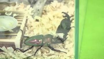 盛岡市で「昆虫のかたち展」　世界の珍しいクワガタも展示　岩手県