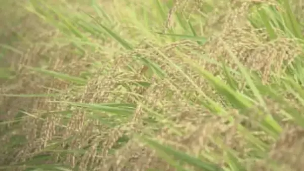 県南ひとめぼれ 7年ぶり「特Ａ」獲得　コメの食味ランキング　岩手県