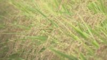 県南ひとめぼれ 7年ぶり「特Ａ」獲得　コメの食味ランキング　岩手県