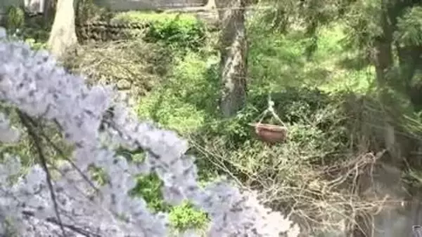 厳美渓、満開のサクラに負けない人気！名物“空飛ぶ団子”　渓谷に彩り本格的な春の訪れ　岩手県一関市