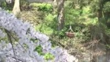 厳美渓、満開のサクラに負けない人気！名物“空飛ぶ団子”　渓谷に彩り本格的な春の訪れ　岩手県一関市