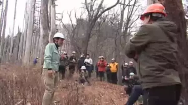 山林火災の被害木「早期に伐採・利用を」　専門家が劣化のリスクを指摘　岩手県大船渡市