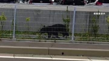 クマが学校給食センター敷地に出没　小学校は児童900人余りを保護者に引き渡し　岩手・盛岡市