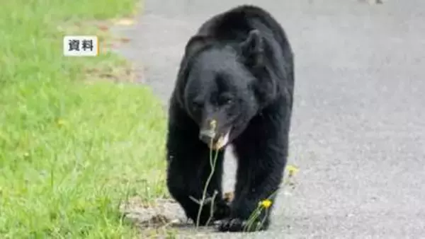 「クマにトウモロコシを食べられたり、踏み倒された」警察に通報　岩手県八幡平市