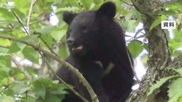 岩手県内のクマ推定個体数5200頭　前回調査大きく上回る
