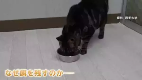 「ネコは匂いに慣れると餌を残す」岩手大学の研究グループが発表