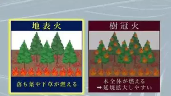 大槌町山林火災　「地表火」の被害が大半で「樹冠火」は一部　岩手県