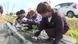 「大学生が夏野菜の苗を定植　若い世代に農業を　岩手県紫波町」の画像1