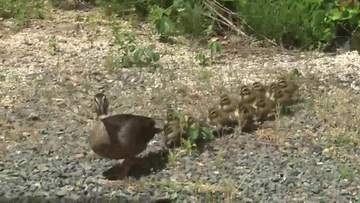 カルガモ親子が患者の心和ませる　病院の中庭でヒナ12羽誕生　岩手・盛岡市