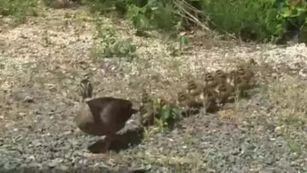 カルガモ親子が患者の心和ませる　病院の中庭でヒナ12羽誕生　岩手・盛岡市