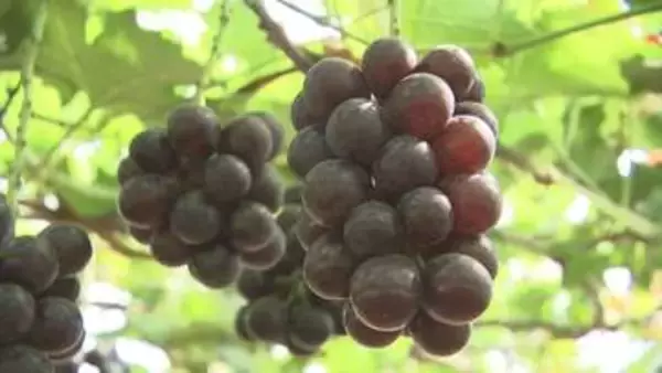 実りの秋にブドウ狩りにぎわう　紫波町の農園　良い出来に仕上がる　岩手県