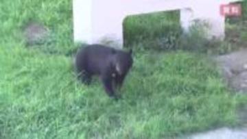 「クマ影響」県内企業41.1％　秋田県に次いで2番目の高さ　岩手県