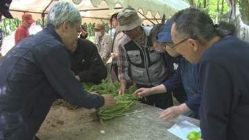 畑わさび 生産拡大へ遠野市で栽培講習会　海外の需要増加に追いつかず　岩手県
