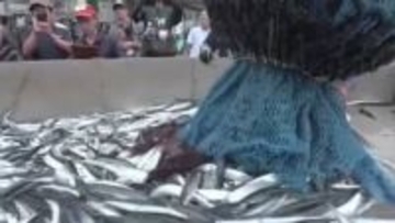 県内サンマ水揚げ量 前年比1.5倍　大船渡は本州一の座明け渡す　岩手県