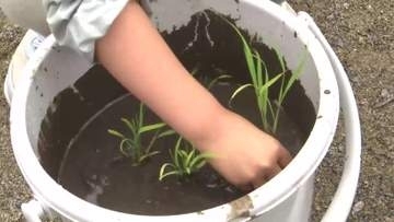 園児がバケツで“田植え”体験「ぐんぐん育って」9月ごろ収獲へ　岩手県久慈市