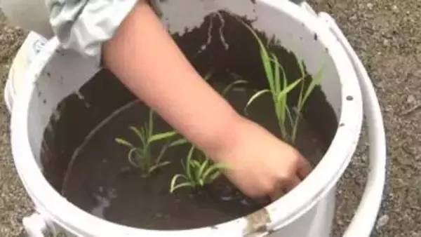 園児がバケツで“田植え”体験「ぐんぐん育って」9月ごろ収獲へ　岩手県久慈市