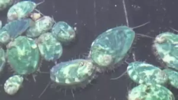 津波で20億円、山林火災で5億円被害…二重被災のアワビ養殖会社「逆境を力に」親子の挑戦　岩手　#知り続ける