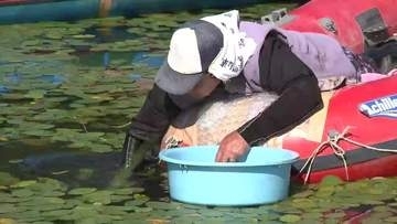初夏の味覚「ジュンサイ」　収穫最盛期　岩手・盛岡市