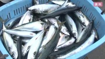 サバとマイワシ不漁　岩手県内過去5年平均の2割以下に