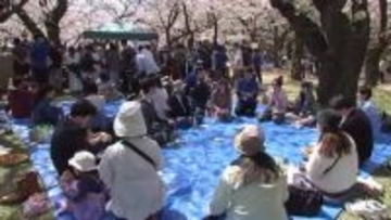 お花見で国際交流会　様々な国の文化に理解を深める　岩手県盛岡市