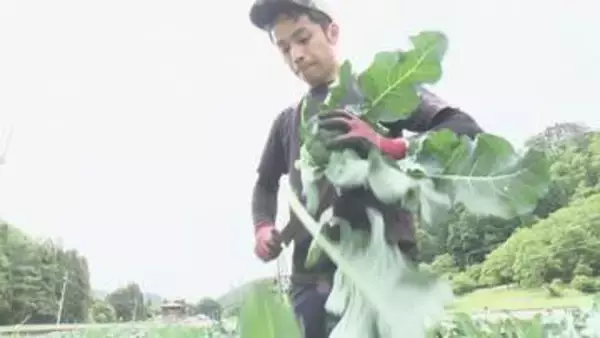 ブロッコリーが52年ぶり指定野菜に　資材高騰などで生産拡大に課題　岩手・宮古地区の農家が語る期待と不安