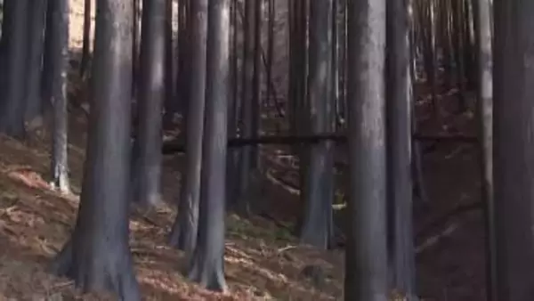 焼失面積3370haも伐採25haのみ…大船渡山林火災から1年復旧が進まない理由　専門家「倒木災害の危険高まる」