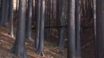 焼失面積3370haも伐採25haのみ…大船渡山林火災から1年復旧が進まない理由　専門家「倒木災害の危険高まる」