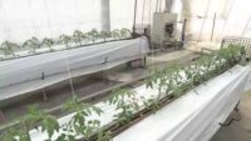 トマト農園も悲鳴　燃料価格が急上昇が1次産業直撃　岩手県