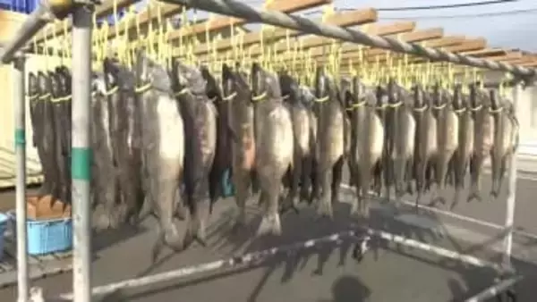 銀色に輝くサケが並ぶ！新巻きザケ作りが最盛期　「サーモン新巻」も　岩手県釜石市