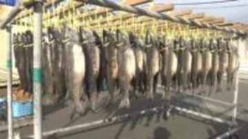 銀色に輝くサケが並ぶ！新巻きザケ作りが最盛期　「サーモン新巻」も　岩手県釜石市